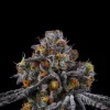 Wizard Trees Seeds 11:11 kaufen in Deutschland