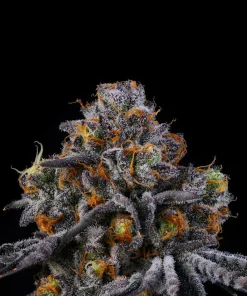 Wizard Trees Seeds 11:11 kaufen in Deutschland