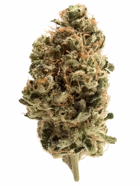 Wizard Trees Black Magic Cannabis kaufen in Deutschland