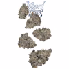 Wizard Trees Small Black Magic 7g kaufen in Deutschland
