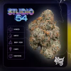 Wizard Trees Studio 54 Cannabis 3.5g kaufen in Deutschland