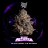 Wizard Trees Black Orchard Cannabis Samen kaufen in Deutschland