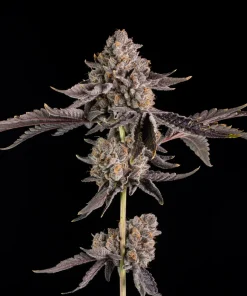 Wizard Trees Seeds kaufen bei Wizard Trees Shop Deutschland