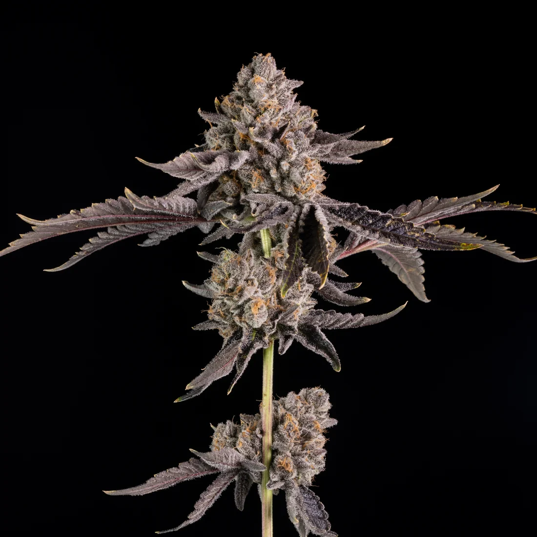Wizard Trees Seeds kaufen bei Wizard Trees Shop Deutschland