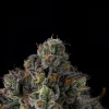 Wizard Trees Sherbz Samen kaufen in Deutschland