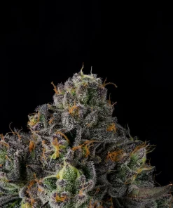 Wizard Trees Sherbz Samen kaufen in Deutschland