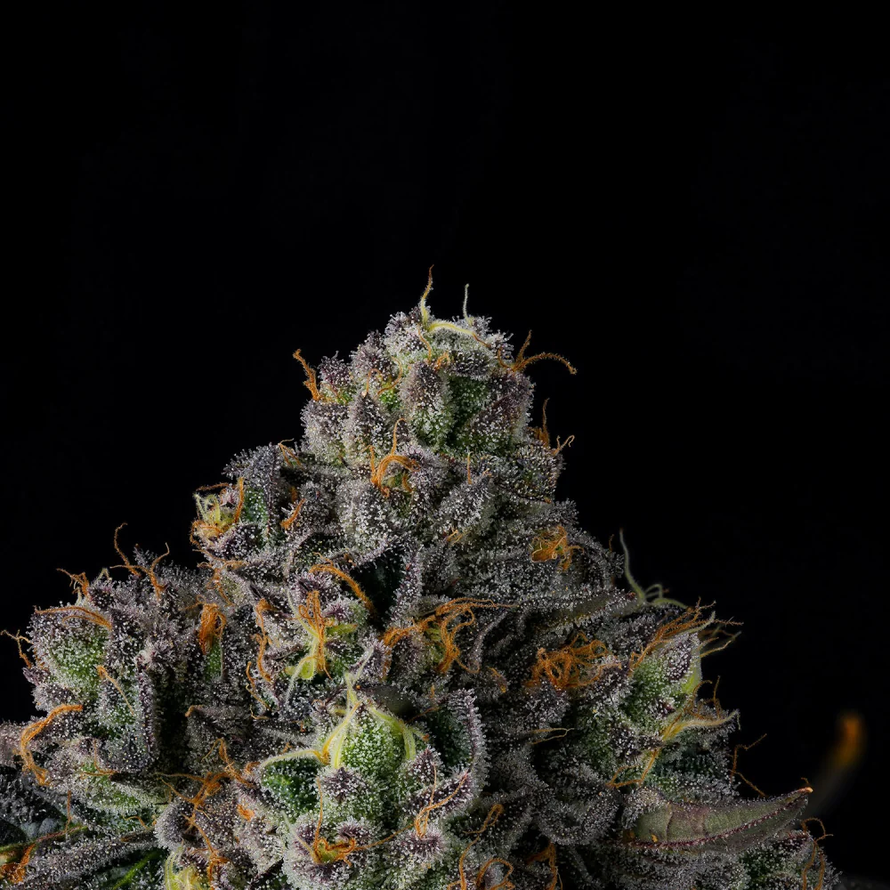 Wizard Trees Sherbz Samen kaufen in Deutschland