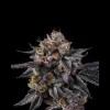 Wizard Trees Vice Runtz Samen kaufen in Deutschland