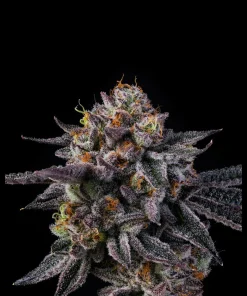 Wizard Trees Vice Runtz Samen kaufen in Deutschland