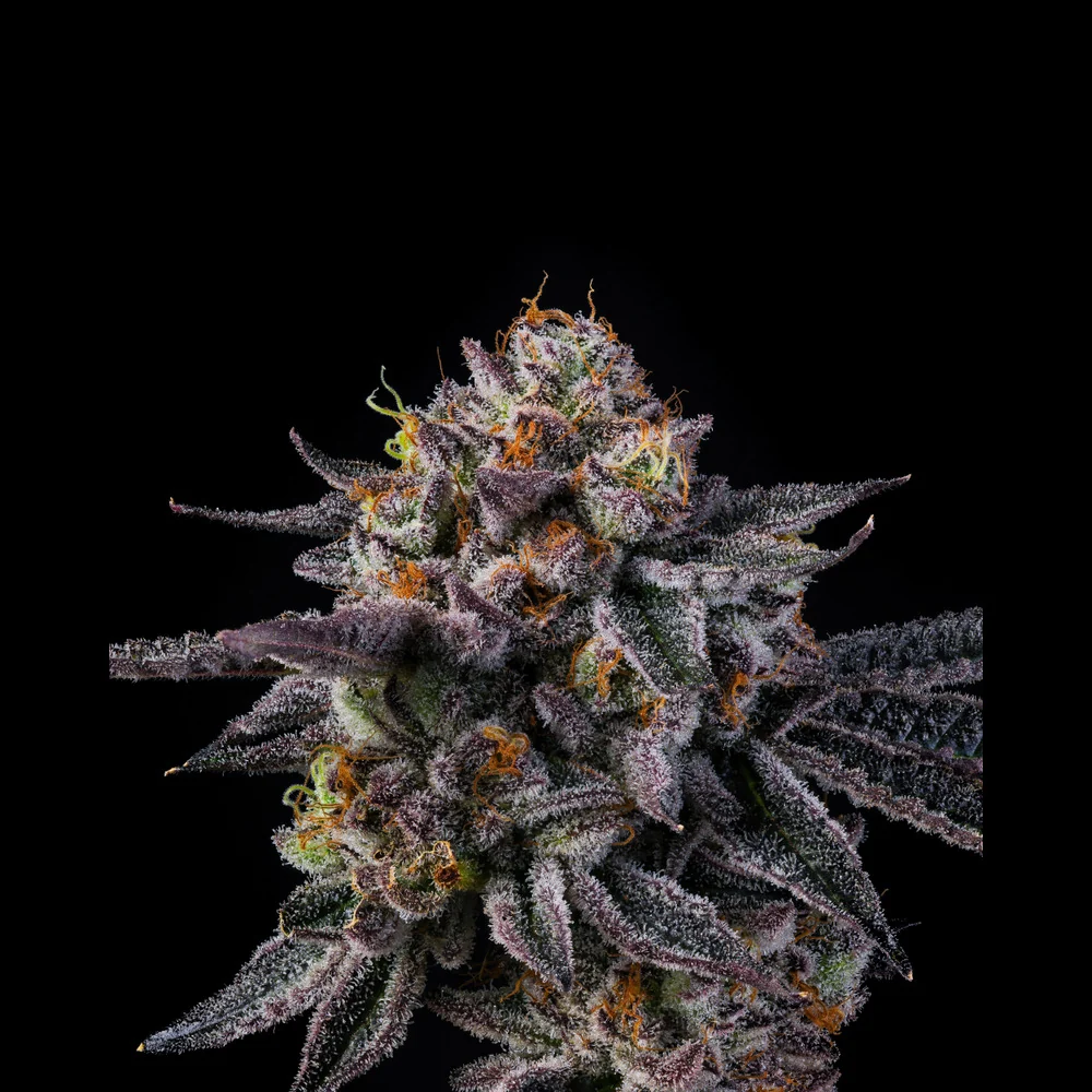 Wizard Trees Vice Runtz Samen kaufen in Deutschland