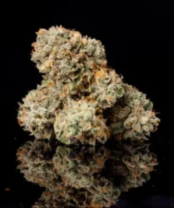 Wizard Trees Big Z Seeds kaufen in Deutschland