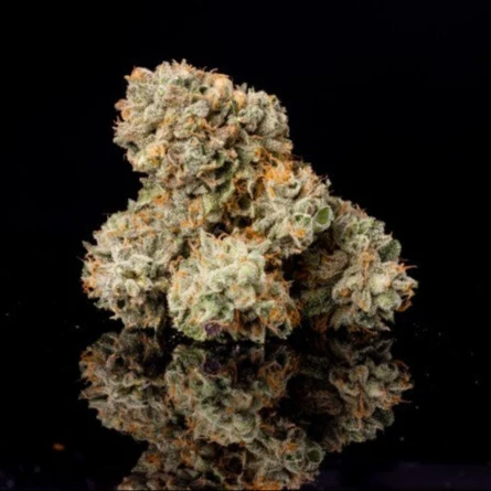 Wizard Trees Big Z Seeds kaufen in Deutschland