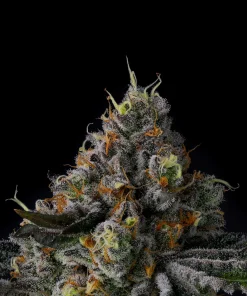 Wizard Trees Galactic Rainbow Samen