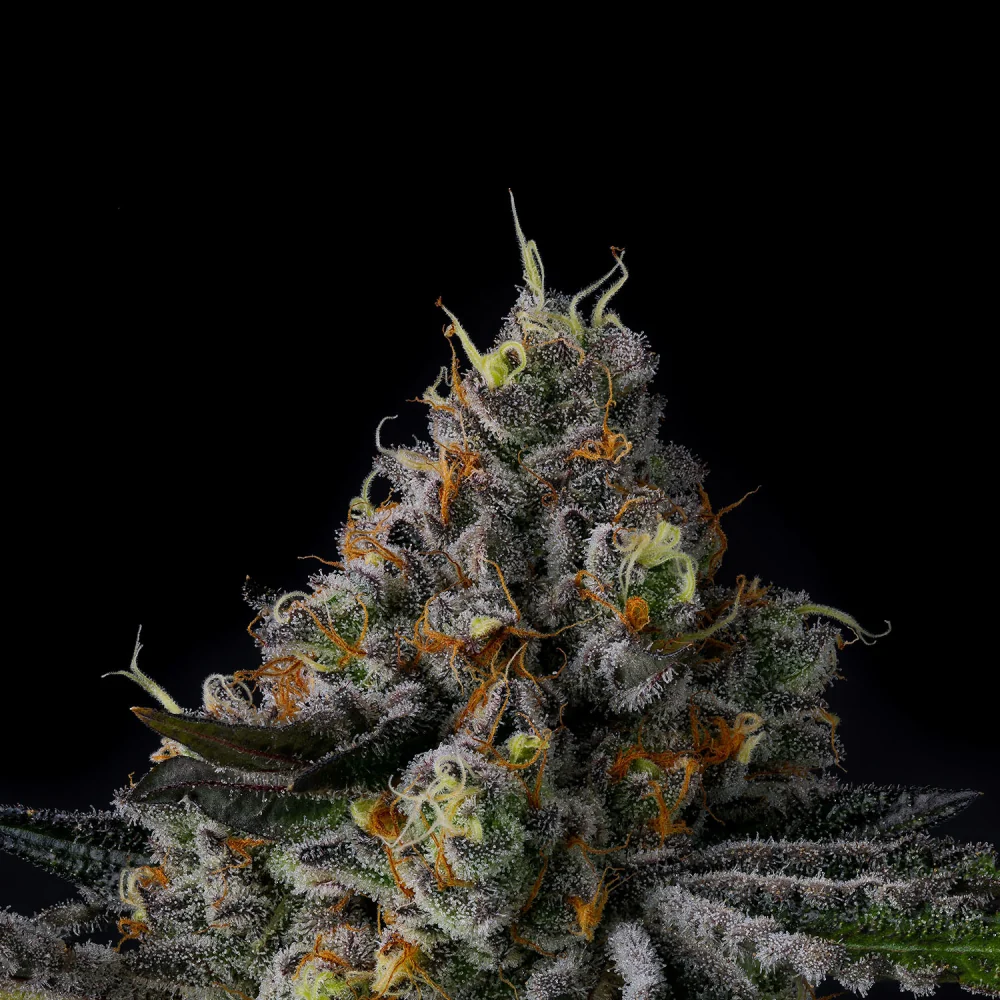 Wizard Trees Galactic Rainbow Samen