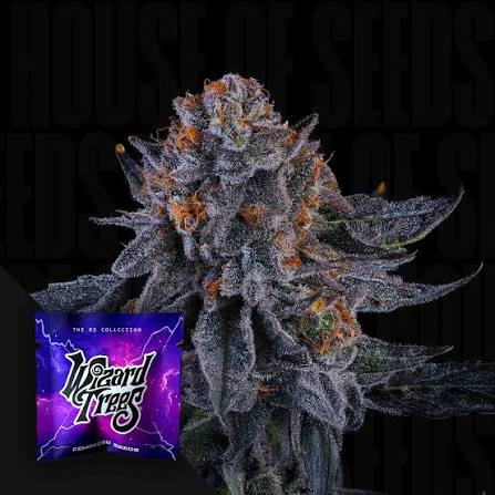 Wizard Trees Wizard Fuel Smalls 14g kaufen in Deutschland
