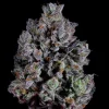 Wizard Trees Zangria S1 Samen kaufen in Deutschland