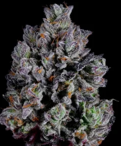 Wizard Trees Zangria S1 Samen kaufen in Deutschland