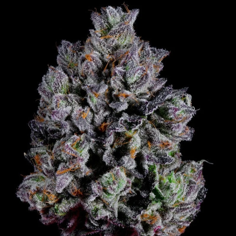 Wizard Trees Zangria S1 Samen kaufen in Deutschland